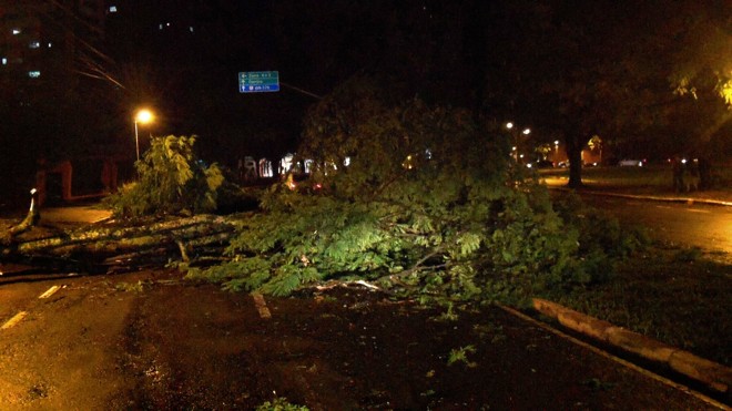 Árvore caiu na Rua Martim Afonso, deixando a via interditada próximo ao cruzamento com a Avenida Duque de Caxias | 