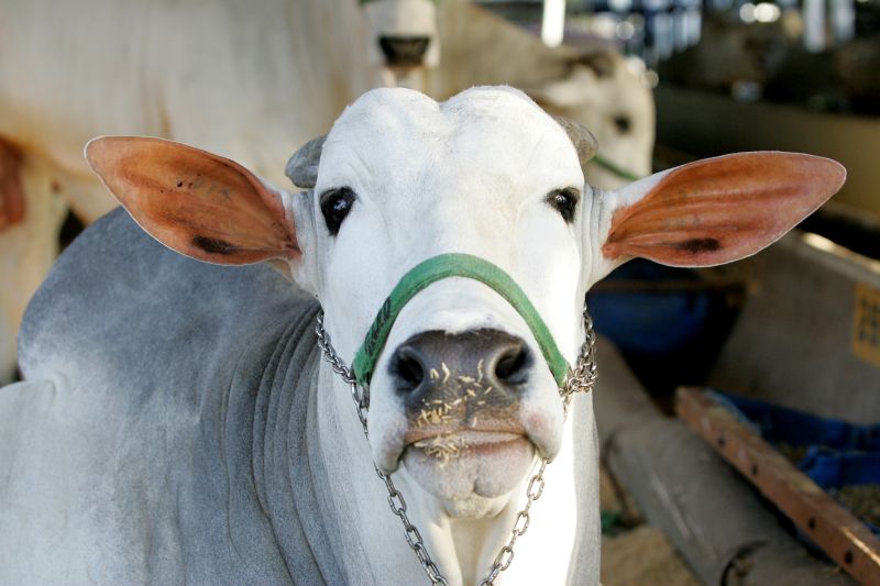 Estado resguarda patrimônio genético, considerado o passo mais difícil para garantir competitividade | Gilberto Abelha/Jornal de Londrina