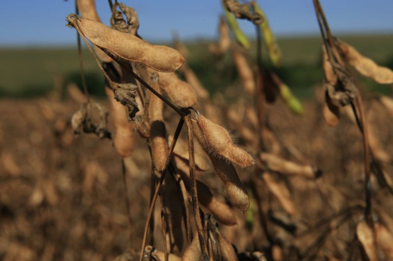 Soja teve um dos piores desempenhos, com queda prevista de 9,72 milhões de toneladas | Antônio Costa/ Gazeta do Povo