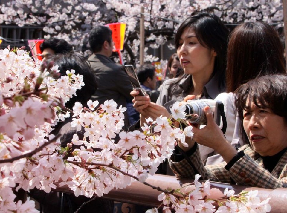 Mulheres tiram fotos das cerejeiras que começam a florescer em Tóquio, no Japão | Reuters