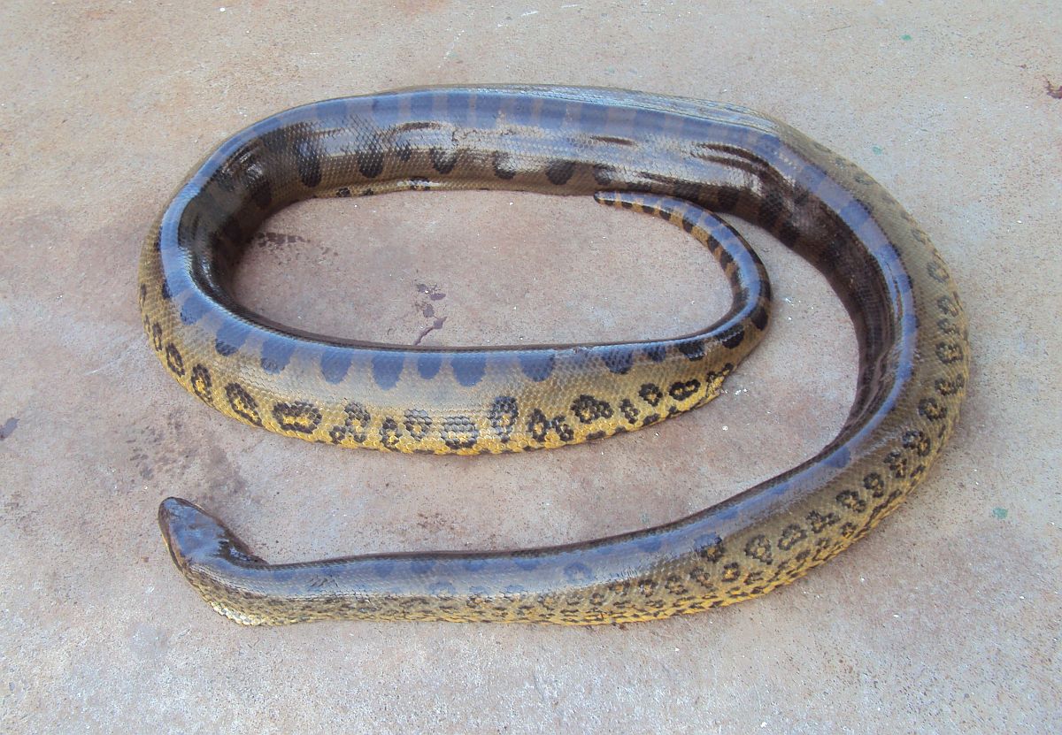 A cobra sucuri tem 3,2 metros e foi achada por pescadores na manhã do dia 11 no Lago de Itaipu, região Oeste do Paraná | Força Verde da Polícia Militar / Divulgação