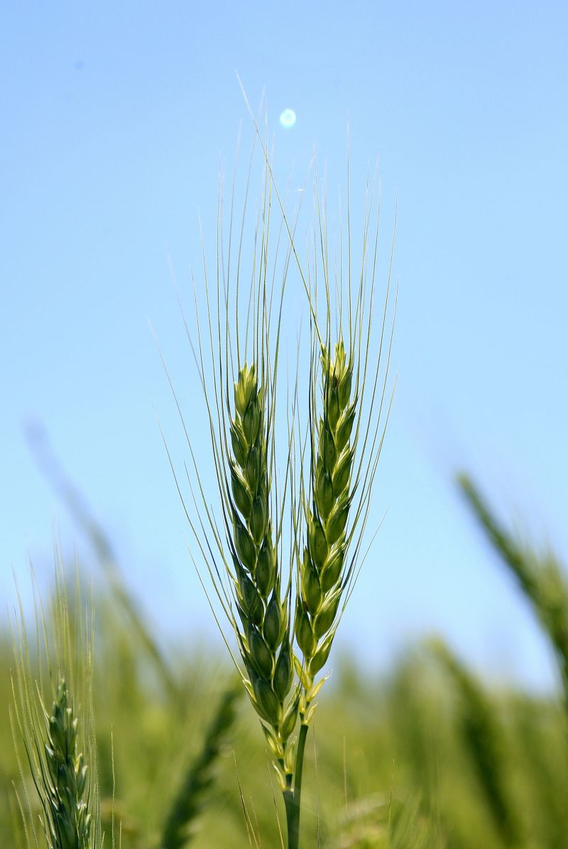 Cerca de 40% da área já foi plantada, mas governo só anunciou ontem estímulo à produção de trigo | Hugo Harada/ Gazeta do Povo