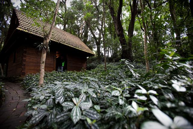 Nova área de proteção, que fica no bairro Pilarzinho, tem mais de cinco mil m² de floresta nativa | Divulgação/SMCS