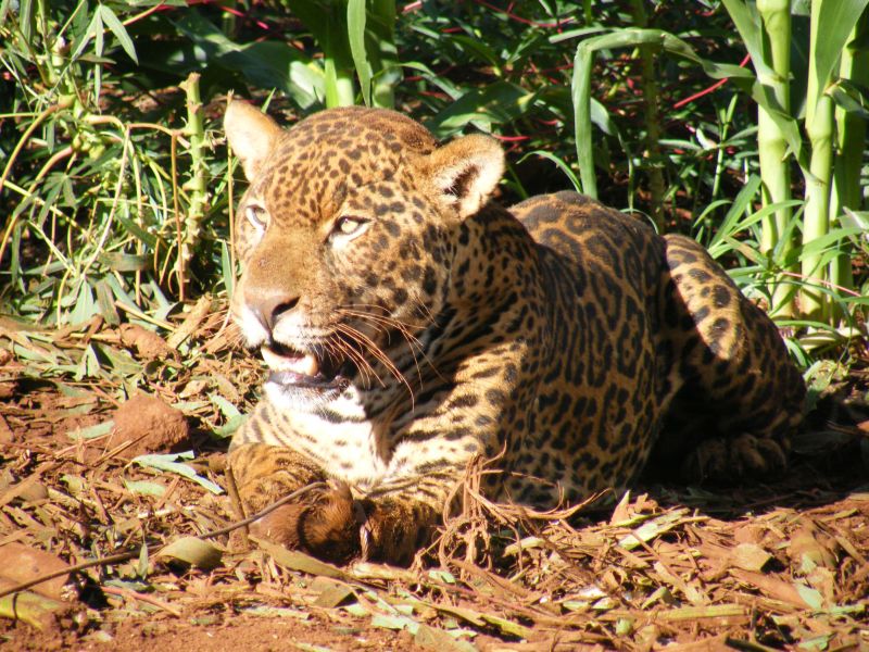 Sancho, um macho de onça-pintada de 60 quilos e aproximadamente quatro anos, começou a matar animais domésticos das propriedades vizinhas ao Parque Nacional do Iguaçu, no Oeste paranaense | Divulgação Projeto Carnívoros do Iguaçu