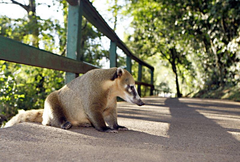Mau hábito de dar comida aos quatis tem deixado os animais obesos e agressivos | Christian Rizzi/ Gazeta do Povo