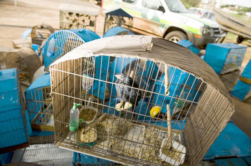 Entre os mais frequentes casos de agressão à fauna estão o cativeiro e o tráfico de animais | Fábio Dias/Gazeta Maringá