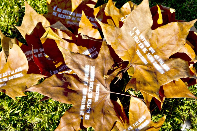 Lisboa recolheu 500 folhas em parques da cidade para fazer a sua Intervenção de Outono | Antonio Costa/ Gazeta do Povo