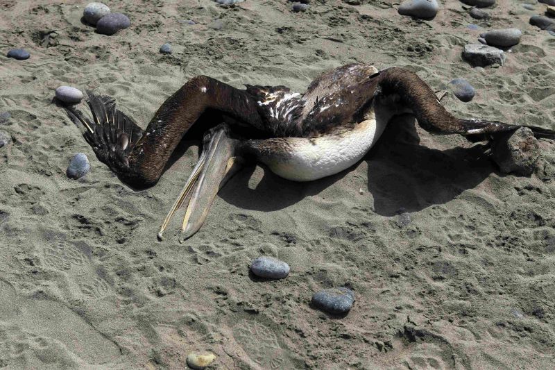 Pelicano morto na praia de Cerro Azul, no Peru. Segundo pesquisador, a ausência de enchovas devido ao aquecimento das águas pode estar afetando essas aves | Mariana Bazo/Reuters
