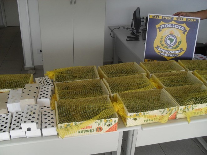 Caixas de papelão eram transportadas no banco traseiro de um Vectra | 