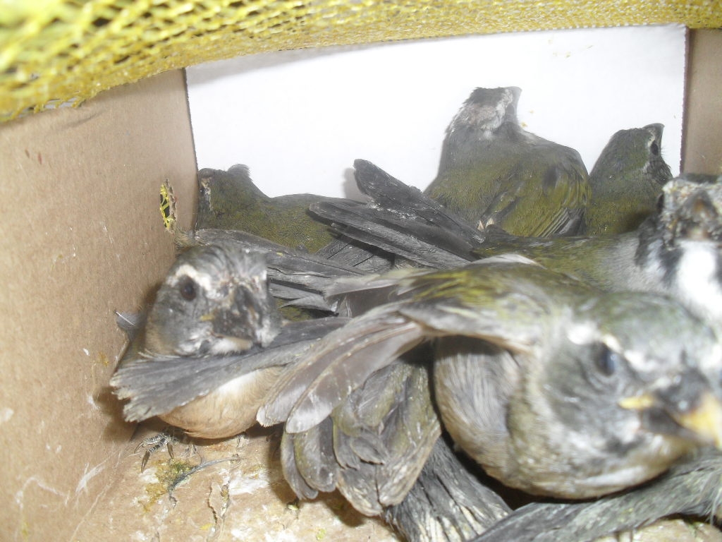 Pássaros de três espécies eram transportados irregularmente | Divulgação/PRF