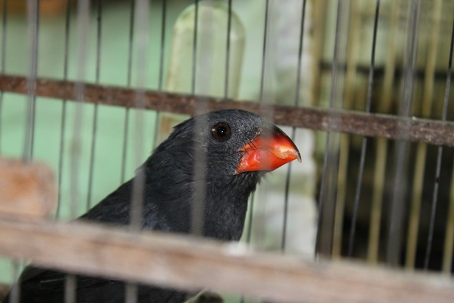 Suspeitos assinaram termo circunstanciado e podem ser condenados a detenção e pagamento de multa | 