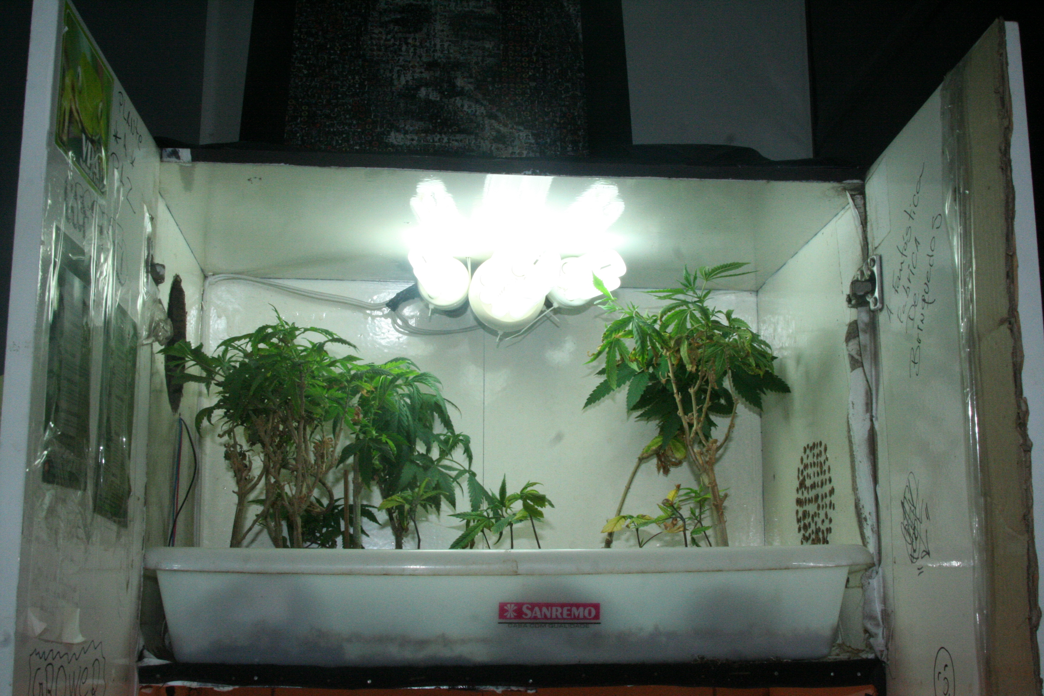 Rapaz cultivava em casa, na CIC, 23 pés de maconha em uma estufa adaptada em um armário | Divulgação / SESP-PR