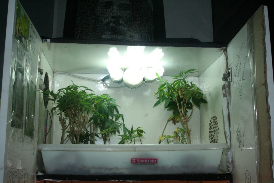 Rapaz cultivava em casa, na CIC, 23 pés de maconha em uma estufa adaptada em um armário | Divulgação / SESP-PR