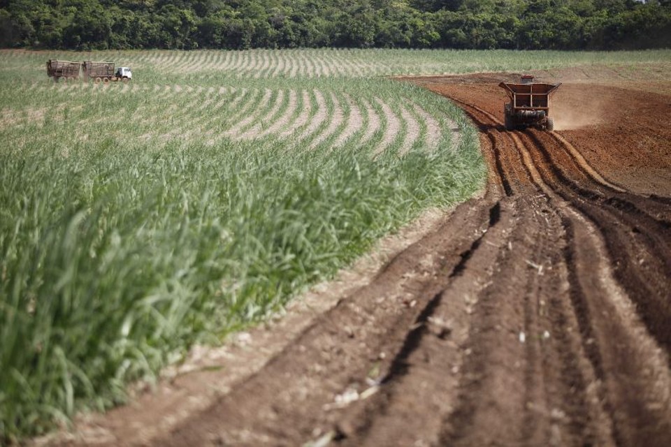 A expansão dos canaviais não tem sido suficiente para alimentar as plantas sucroalcooleiras. A tímida renovação das lavouras acaba tendo pouco efeito em ano de clima desfavorável | Jonathan Campos/Gazeta do Povo