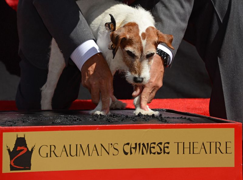 Uggie, que roubou as cenas do premiado filme mudo e em preto e branco "O Artista", imprimiu nesta segunda-feira (25) suas patas no cimento da Calçada da Fama | Robyn Beck/AFP