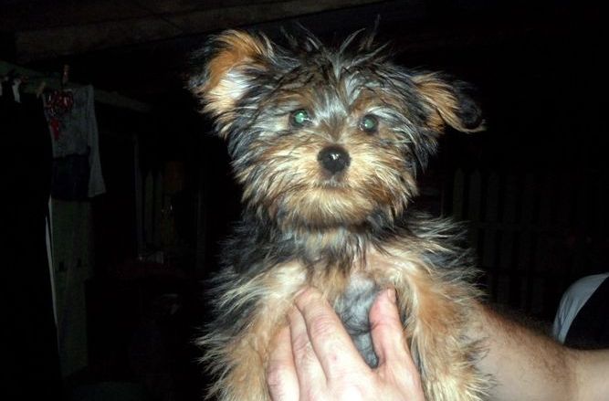 Em uma operação contra o tráfico na periferia no sábado, os policiais encontraram o cachorro em uma casa usada por traficantes | Polícia Civil Rio Grande do Sul