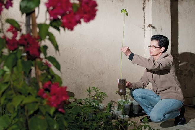 Terezinha Melo cultiva mudas nos fundos do apartamento |