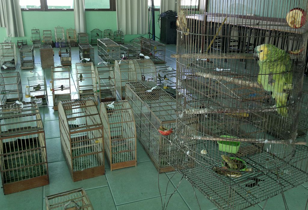 Trinca-ferro, azulão, pintassilgo, canário da terra, papagaio e pichochó estão entre os pássaros recuperados pela polícia | Patricia Fernanda / Agência de Notícias Gazeta do Povo