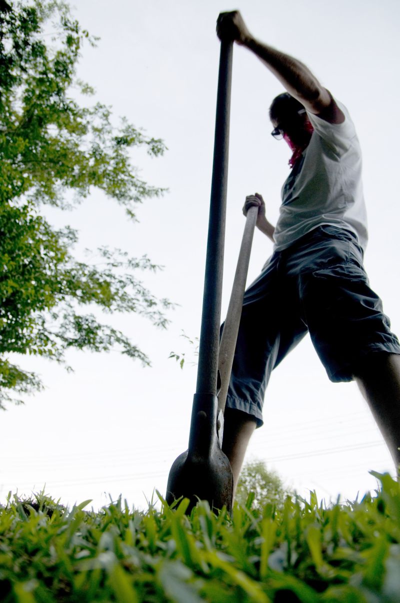Alfredo quase foi preso por plantar árvore sem permissão: defesa da natureza | Daniel Caron/ Gazeta do Povo