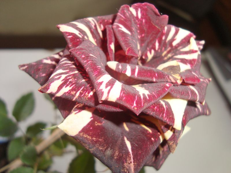 | Colaboração Patrocinia Merlin