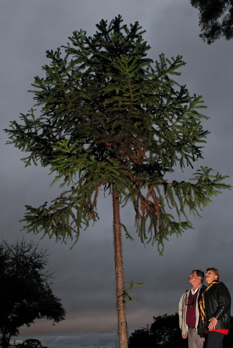 Osni e Placidina Wendt com um dos pinheiros plantados por eles o único da Praça do Atlético | Marcelo Andrade/Gazeta do Povo