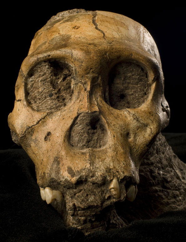 Crânio do Australopithecus sediba apresentado pela revista Science | Brett Eloff, cortesia de Lee Berger e da Universidade de Witwatersrand