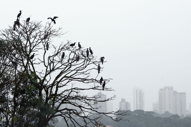 | Henry Milleo/Gazeta do Povo