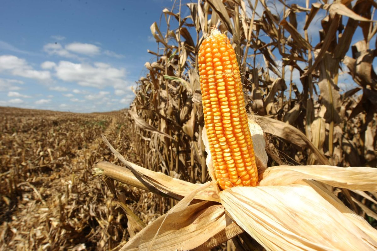 Biofertilizante da UEL foi testado em lavouras de milho e também pode ser usado em outras plantações, como trigo e cana-de-açucar | Christian Rizzi / Gazeta do Povo