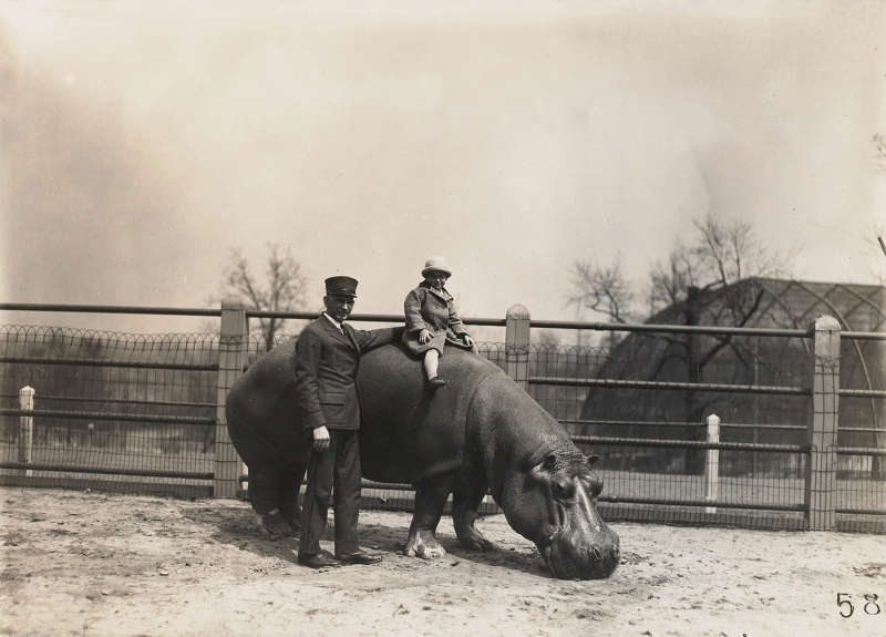 Imagem do início do século passado mostra criança num hipopótamo no Zoológico de St. Louis. Hoje, o local se tornou um modelo de preservação de animais em extinção | New York Times/Arquivo