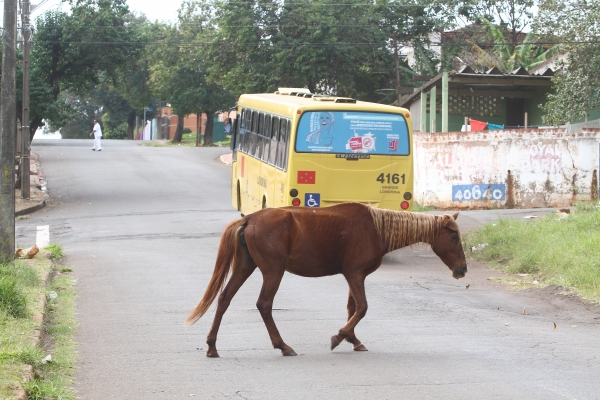 | Roberto Custódio/ Jornal de Londrina
