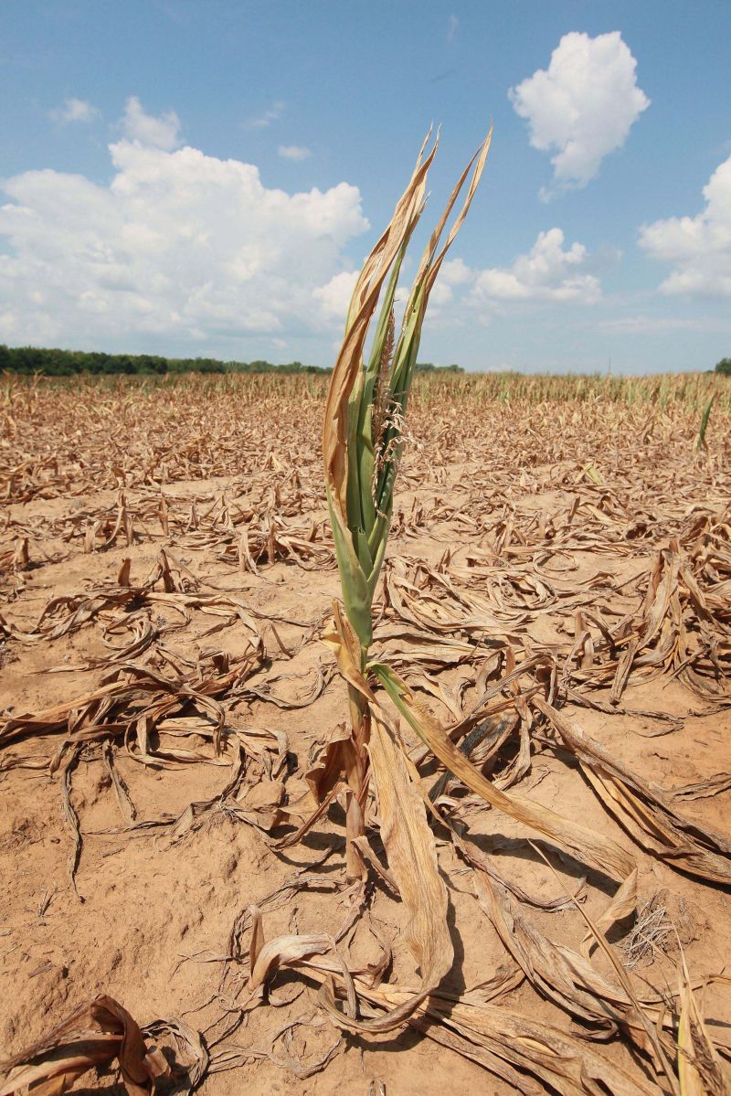 Plantação no estado norte-americano de Kentucky, devastada pela seca | Scott Olson / AFP