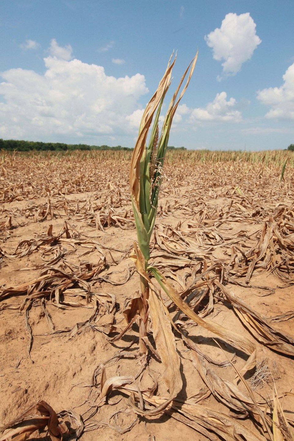 Plantação no estado norte-americano de Kentucky, devastada pela seca | Scott Olson / AFP
