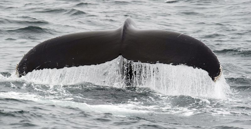 Baleia nada nas águas do Massachusetts, nos EUA | AFP PHOTO/DON EMMERT CALDA DE BALEIA