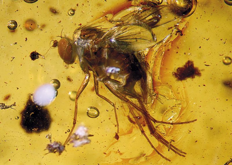 Insetos buscam o cadáver para reprodução: as moscas chegam 15 minutos após a morte | AFP