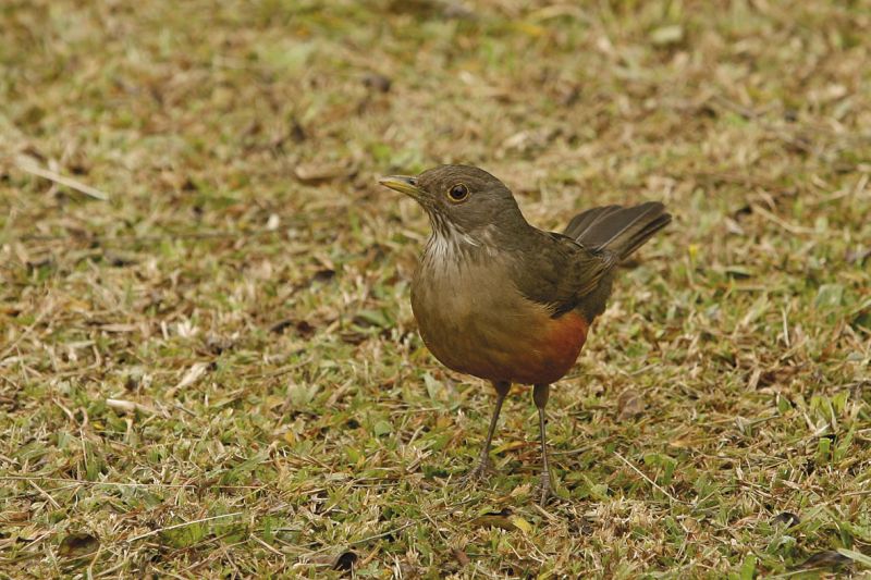 | Antônio More/ Gazeta do Povo