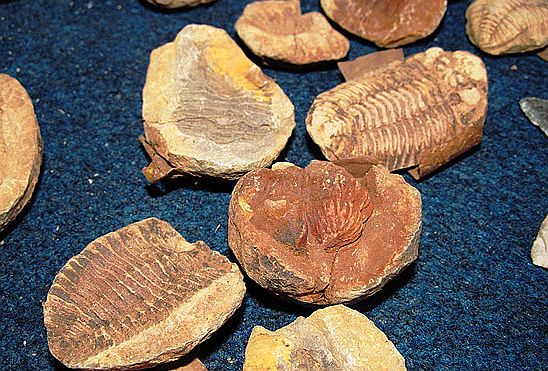 Com venda proibida, fósseis de trilobitas foram apreendidos pela Polícia Federal na feira de antiguidades do Masp | Divulgação/PF