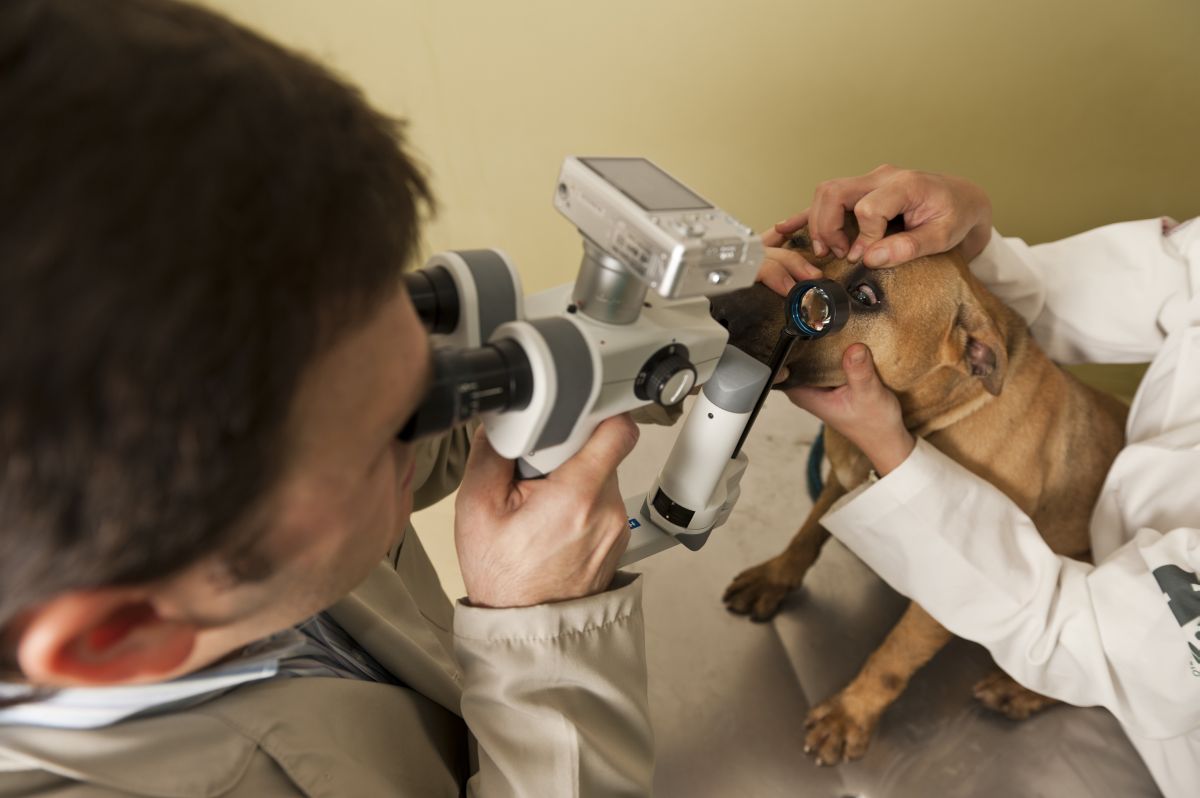 Problema de visão em cães é investigado no Hospital Veterinário da UFPR | Marcelo Andrade / Gazeta do Povo