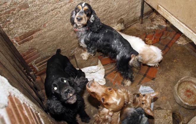 Os cães estavam acondicionados em locais pequenos, sem condições adequadas de higiene |