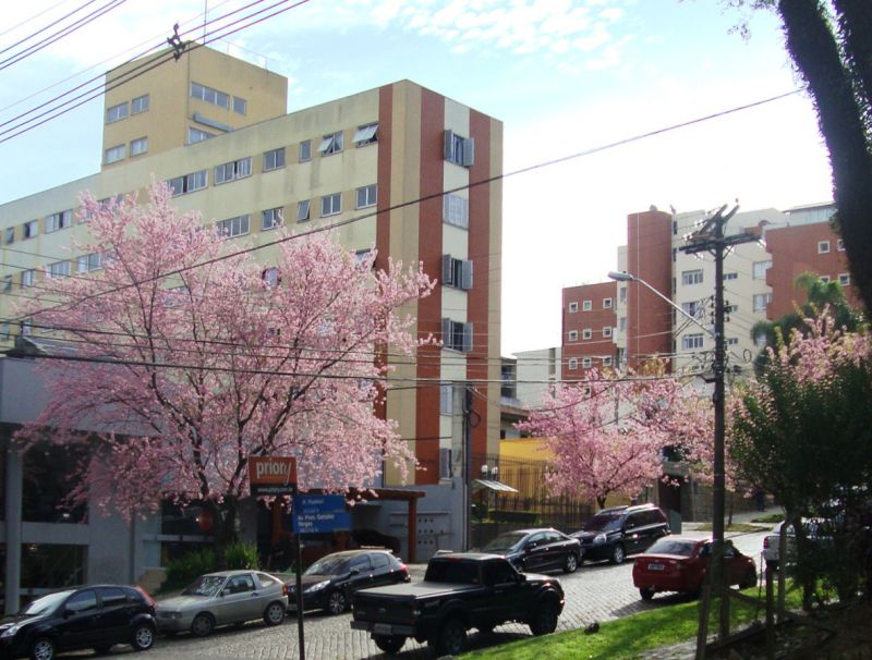 | Cerejeiras na Pasteur