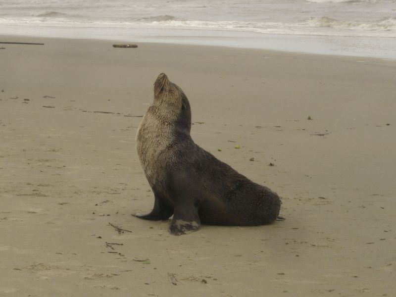 Arctocephalus tropicalis (macho), o lobo marinho, chegou na praia Brava, em Matinhos, nesta terça-feira (7) pela manhã e foi embora no começo da noite | Rodrigo Filipak Torres/Divulgação