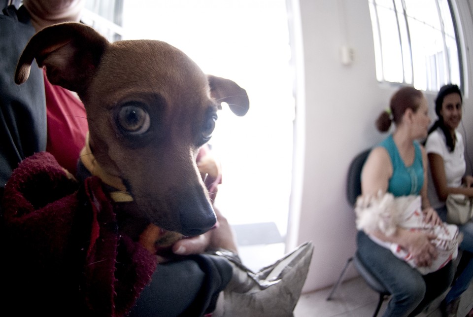 Donos levam seus cães e gatos ao primeiro hospital veterinário público do Brasil, inaugurado em julho deste ano no Tatuapé, em São Paulo, oferece atendimento totalmente gratuito e exclusivo para proprietários de animais inscritos nos programas sociais da prefeitura municipal | Marcelo Camargo/ABr