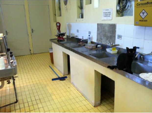 Equipes do TCE encontraram um gato no IML de Maringá. | TCE/ Divulgação