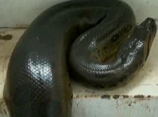 Por meio de um aparelho de raio-x, funcionários notaram a presença de um animal vivo dentro de uma caixa de encomenda rápida | Polícia Ambiental/Divulgação