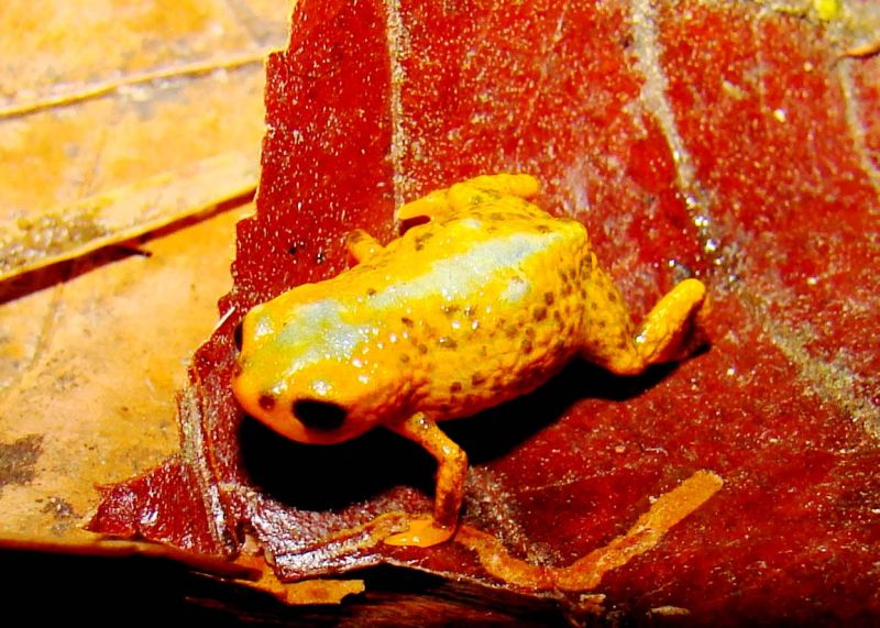 As cores fortes indicam presença de toxinas | Sérgio Morato/Divulgação