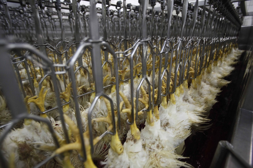 Vendas de aves somaram perto de US$ 700 milhões em abril, quase 10% menos que em março. | Jonathan Campos / Gazeta Do Povo