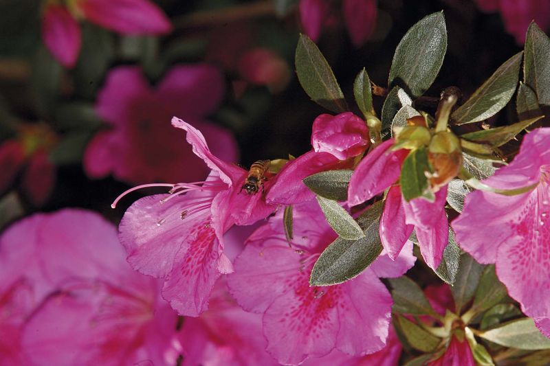 | Antonio More/Gazeta do Povo