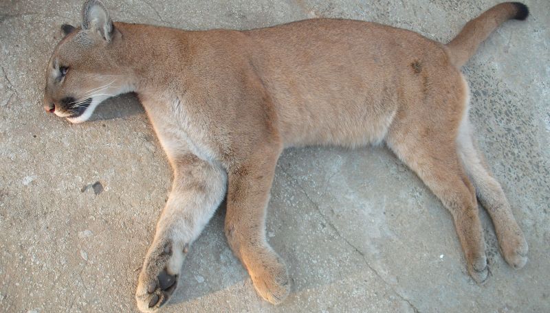 A Onça-parda encontrada morta na rodovia parece pouco ferida, mas provavelmente foi morta pelo impacto com um veículo, segundo a polícia | Polícia ambiental/Divulgação