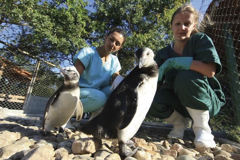 As estudantes de Veterinária Débora e Tatiane se dedicam a reabilitar as aves | Ivonaldo Alexandre/Gazeta do Povo