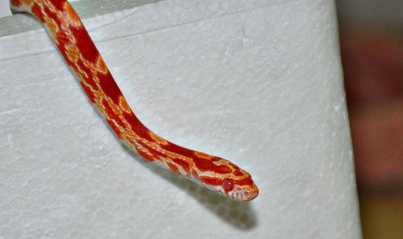 | Divulgação/ Polícia Ambiental