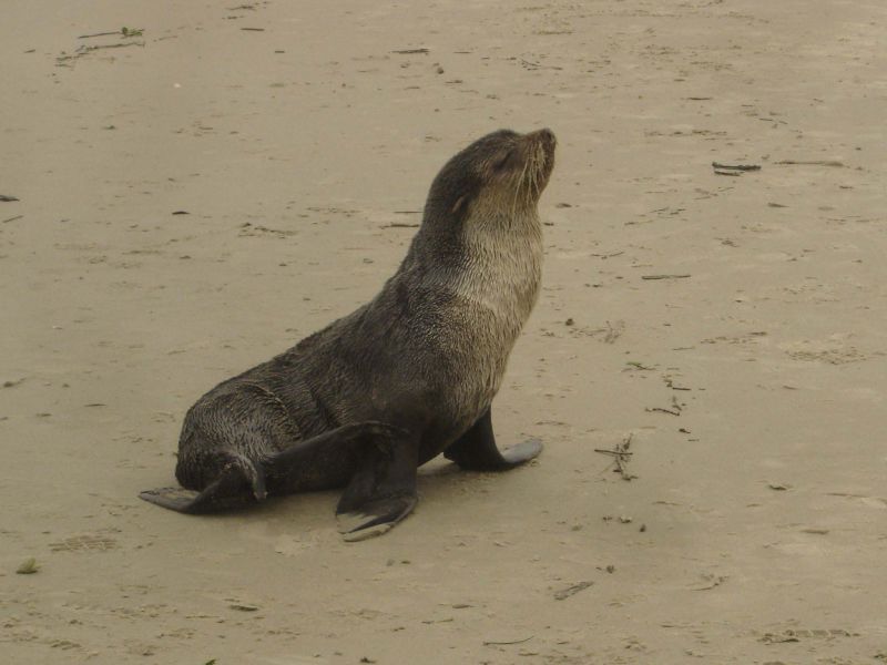 Em dez dias, quatro lobos-marinhos foram avistados na praia. O último na terça-feira, em Matinhos | Divulgação